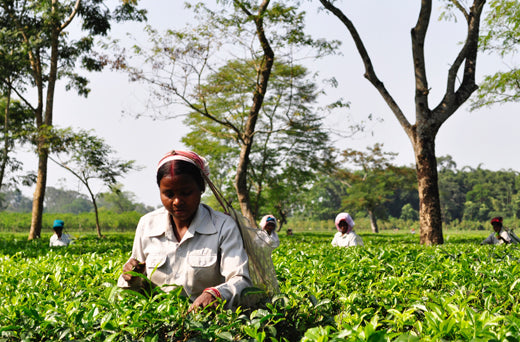 How Is Darjeeling Loose Leaf Tea Made