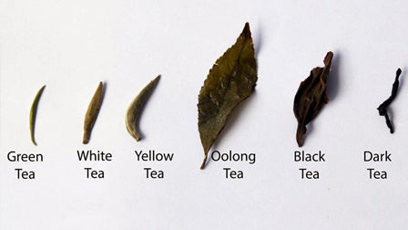 What is the Process for Making Different Types of Teas?
