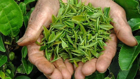 How is Loose Leaf Tea Made?