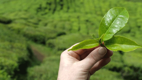 Camellia Sinensis - What Exactly Is It?