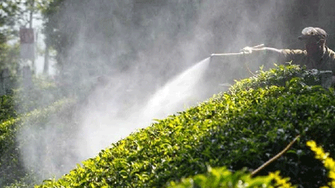 Chemicals In Your Tea? Know What's In Your Cup.