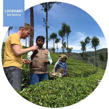 Lockhart Tea Plantation, India