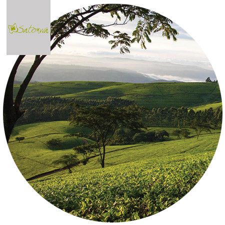 Satemwa Plantation, Malawi