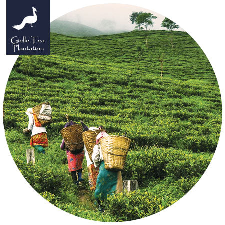 Gielle Tea Plantation, India