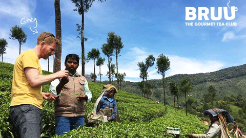 Our March 2017 Box - The Freshest Tea in the UK